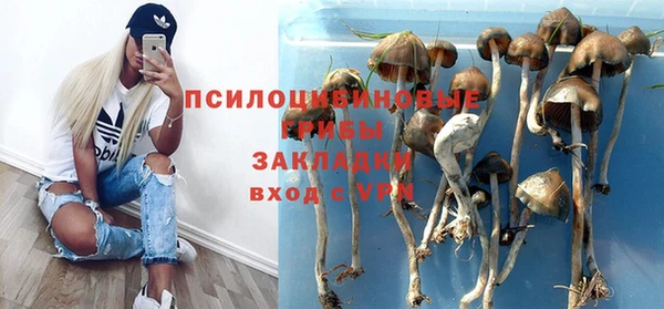 стаф Касимов